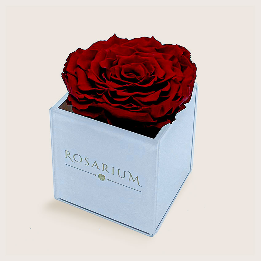 rosarium highlight feher szines uvegdoboz
