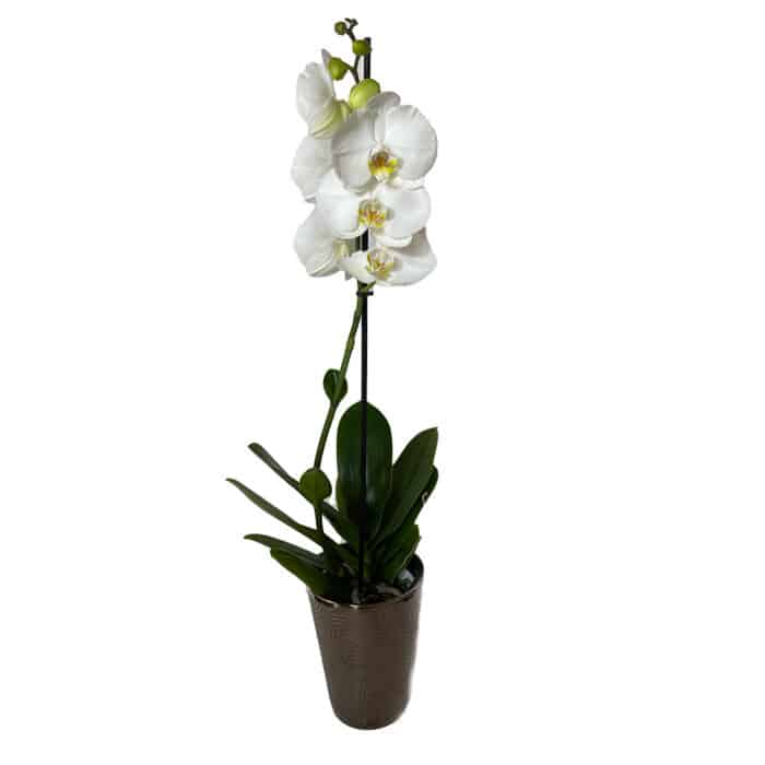 fehér orchidea