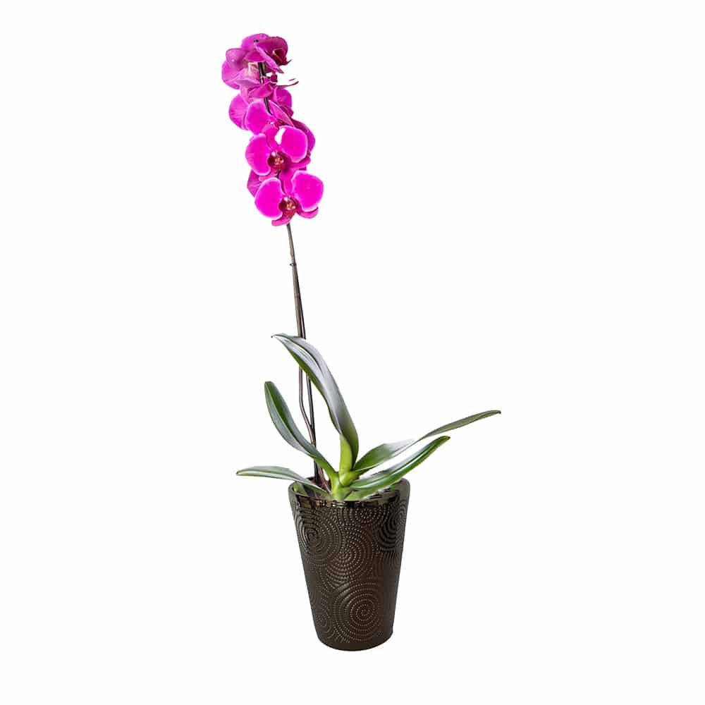 1 szálas lila orchidea