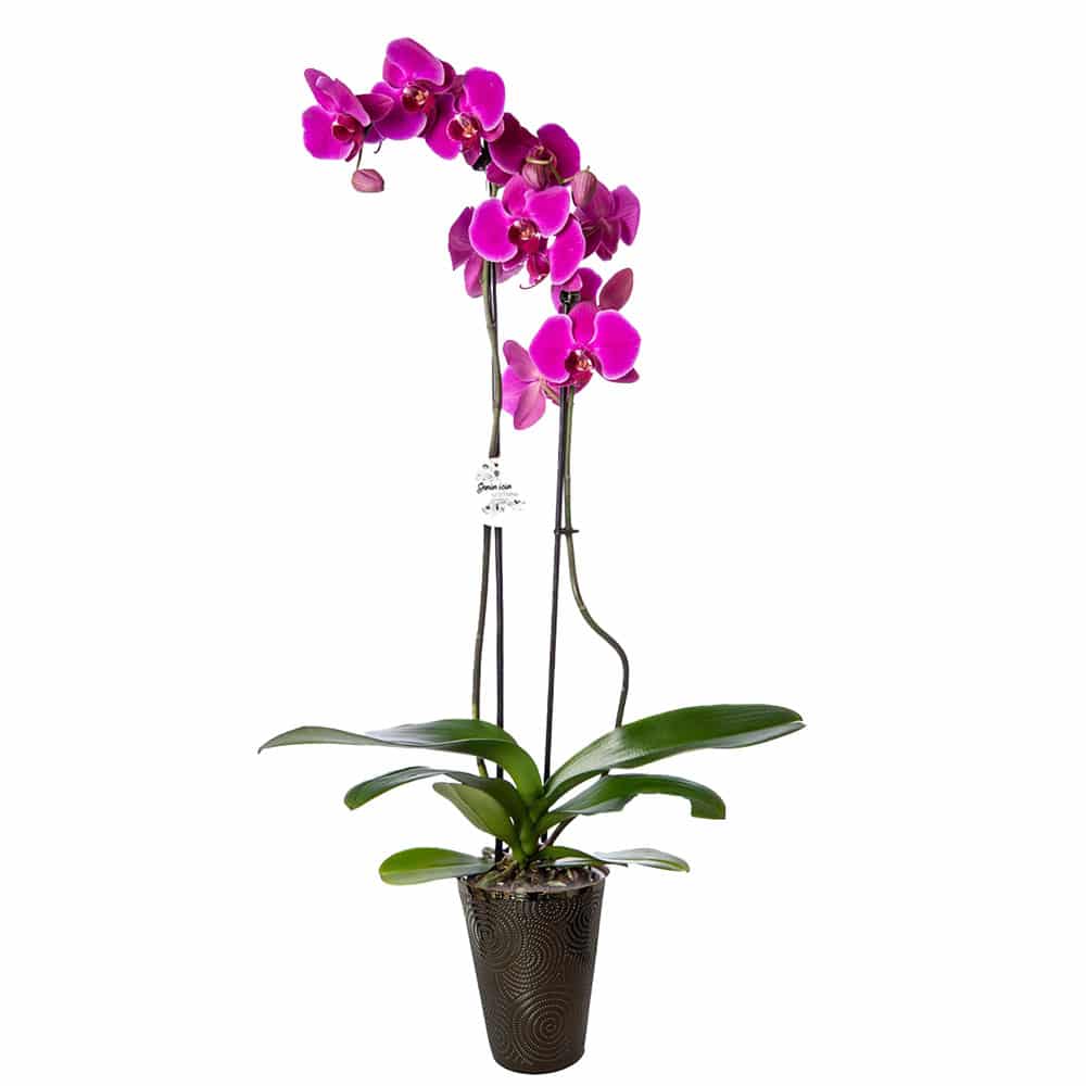 2 szálas lila orchidea