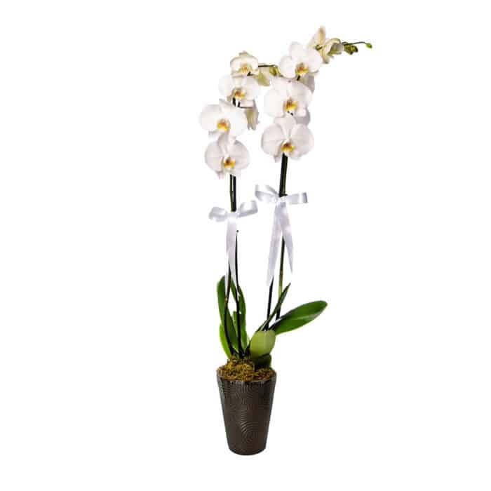 2 szálas fehér orchidea