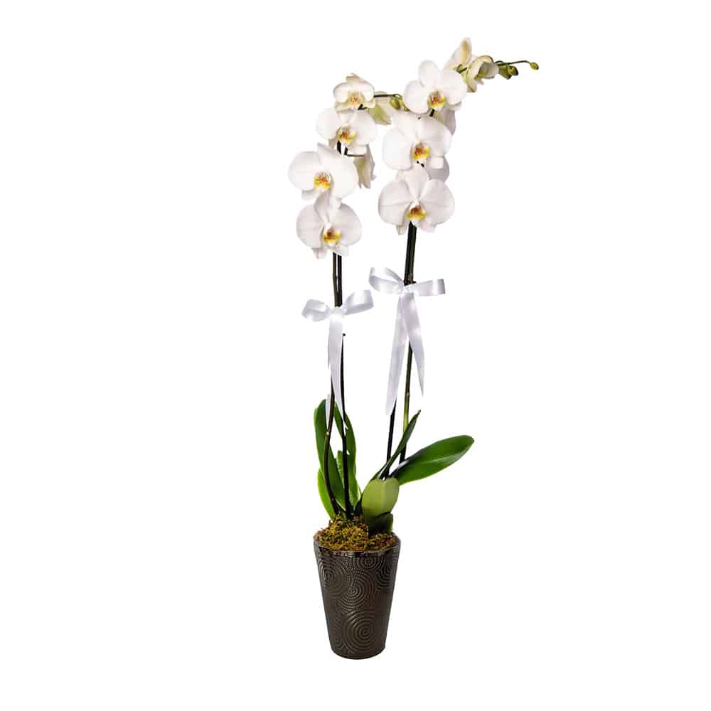 2 szálas fehér orchidea